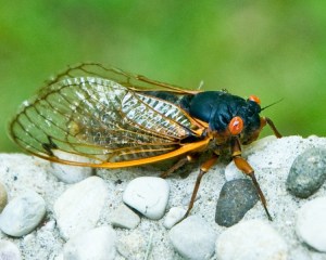 cicada