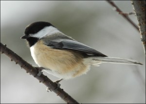 black-capped chickadee