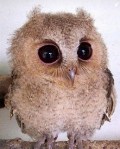 big eyed owl