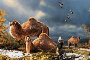 Depiction of the High Arctic camel on Ellesmere Island 3.5 million years ago. (Julius Csotonyi)