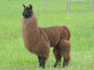 Looking to be Wrangled