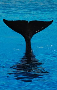 Whale_Tail