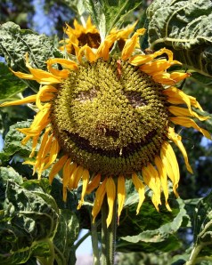 Sunflower_face