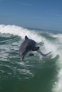 Dolphin_2