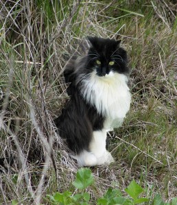 Cat_in_weeds