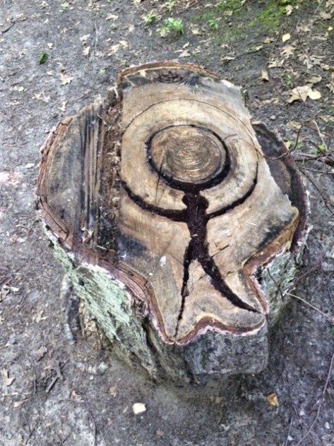 tree stump