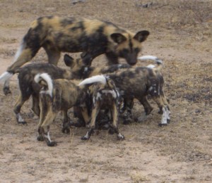WildDog12